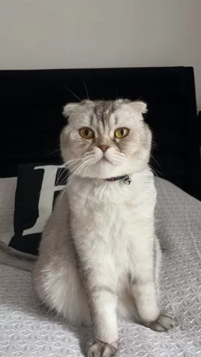 Dişi Güzel Scottish Fold Kızımız