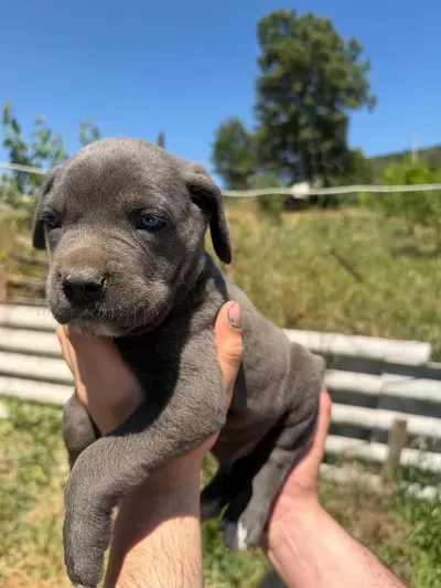 Blue Cane Corso Yavrular İrk Sağlık Garantili