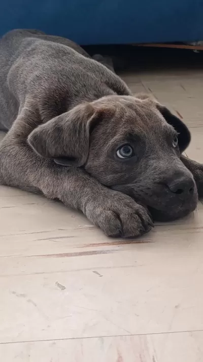 Safkan Cane Corso Blue Brindle Erkek