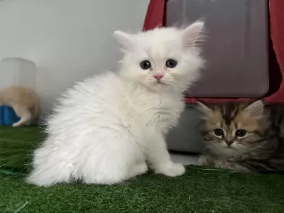 British Longhair Lekesiz Beyaz