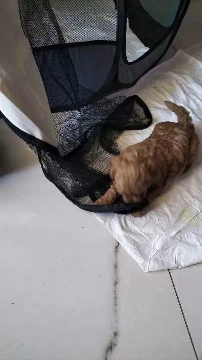 Harika 0 Numara Toy Poodle