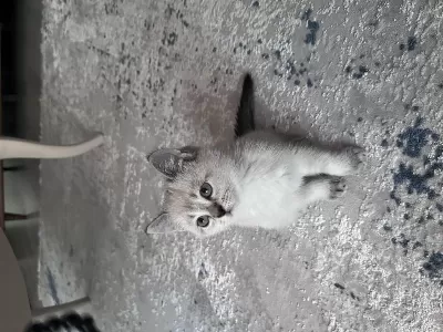 Sağlıklı British Blue Point