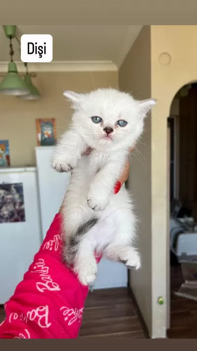 Evinizin Yeni Üyesi Olacak Bıcırık Kediler