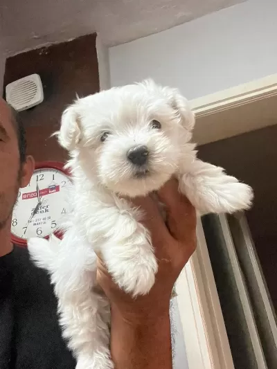 Maltese Terrier Yavrular İrk Sağlık Garantili