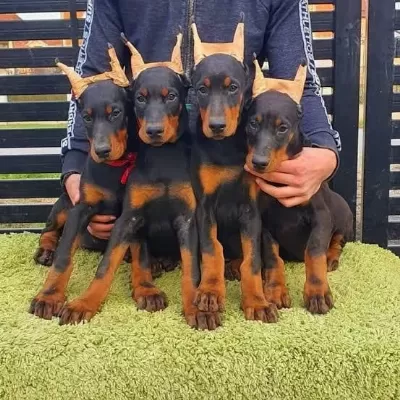 Doberman Bebekler Kapınıza Kadar Teslim Ediyoruz