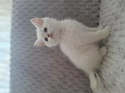 Beyaz British Shorthair