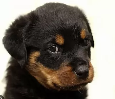 Rottweiler Bebekler Kapınıza Kadar Teslim Ediyoruz