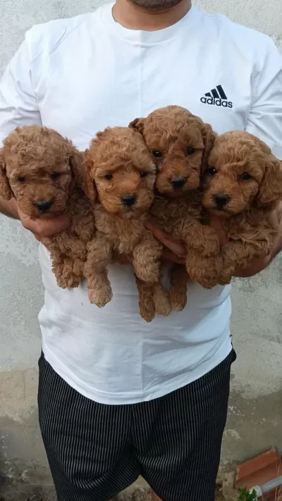 Toy Poodle Yavrular İrk Kilo Sağlık Garantili