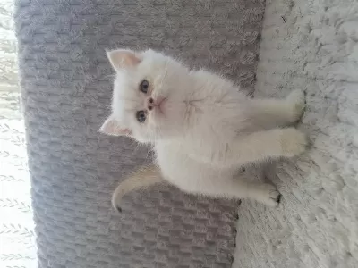 British Shorthair Yavru İçin Ulaşın