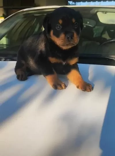 Orjinal Rottweiler Yavrular İrk Sağlık Garantili