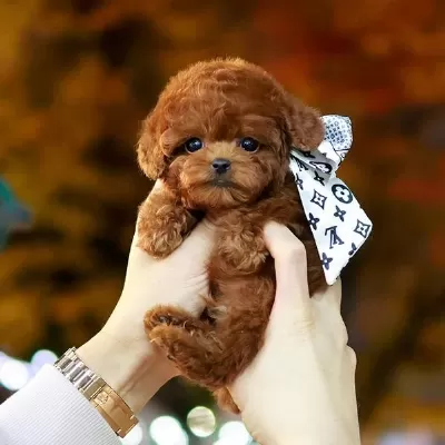 Safkan Toy Poodle Bebeklerimiz