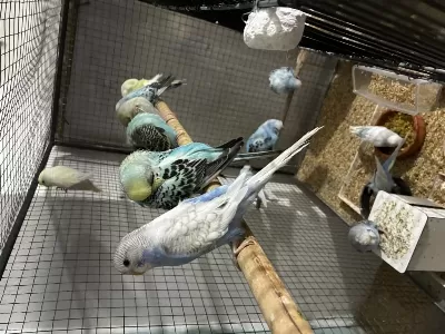 Harika Bebek Muhabbet Kuşu