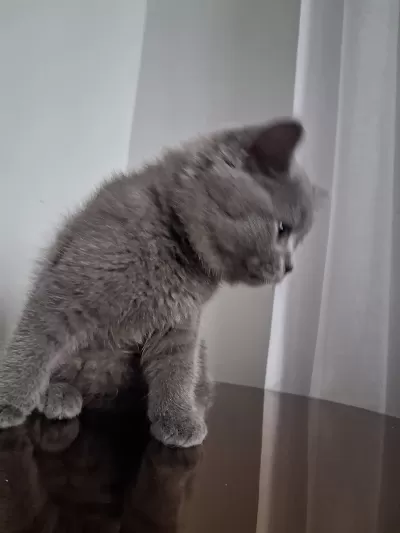 2.5 Aylık Erkek British Shorthair