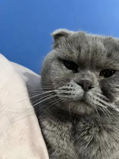 Erkek 1.5 Yaşında Kısırlaştırılmamış Scottish Fold