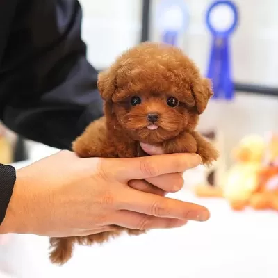 Oyuncu Toy Poodle Bebeklerimiz