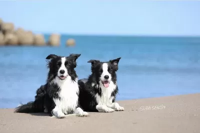 Üst Kalite Border Collie Yavruları Çiftlikten