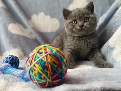 British Shorthair Yavrulari