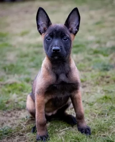 Belçika Malinois Yavrulari