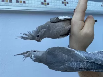Wf Bebek Sultan Papağanlar