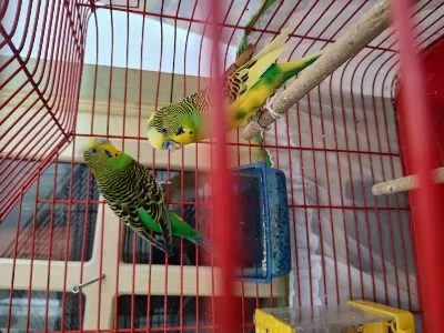 Güzel İrk Muhabbet Kuşları