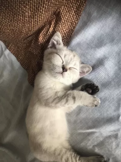 3 Aylık British Shorthair Yavru