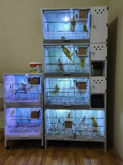Sultan Papağanları Ve Pvc Kafes