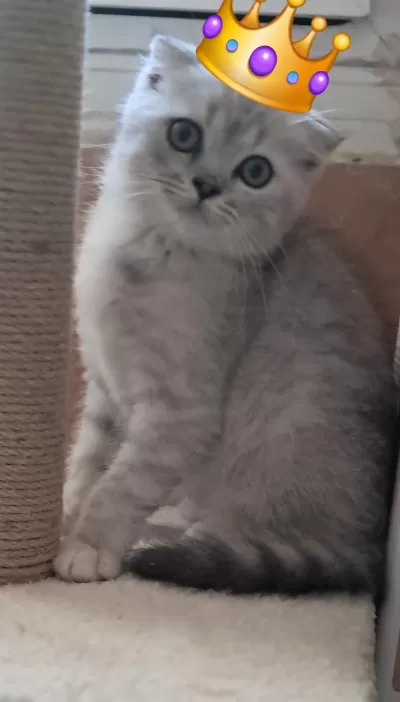 Scottish Fold Whiskas