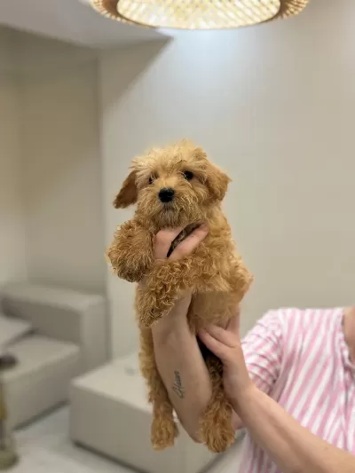 Harika Maltipoo Bebekler