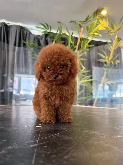 Harika Toypoodle Kore