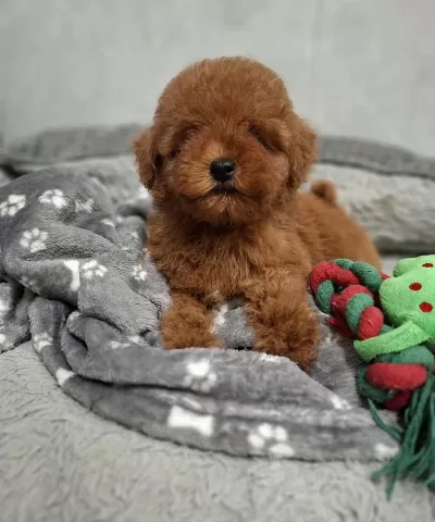 Ruhsatli Köpek Çiftliğinden Toy Poodle Yavrularimiz