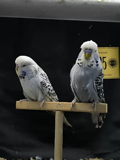 Şov Kuşlar Açıklamayı İyi Okuyun Lütfen