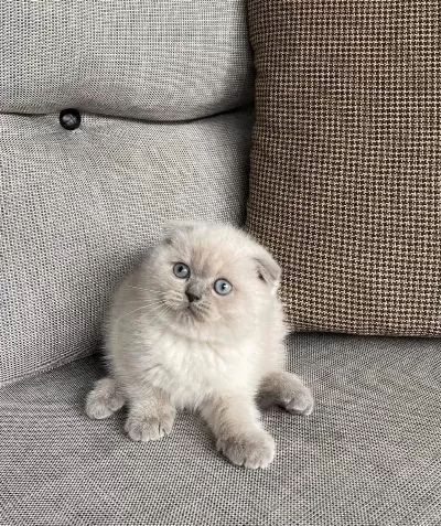 Scottish Fold Blue Point Yavrularim