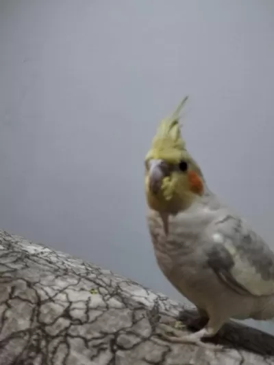 Sultan Papağanı 6 Aylık Erkek