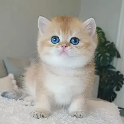 Çek Bebeksi Tenimi Çek Golden British Shorthair