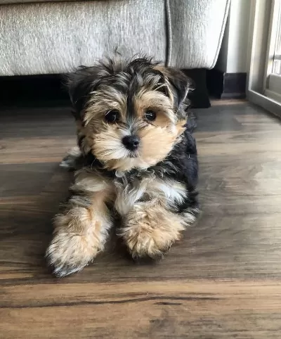 Bol Tüylü Pofuduk Yavru Yorkshire Terrier