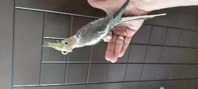 6 Aylık Erkek Sultan Papağanı