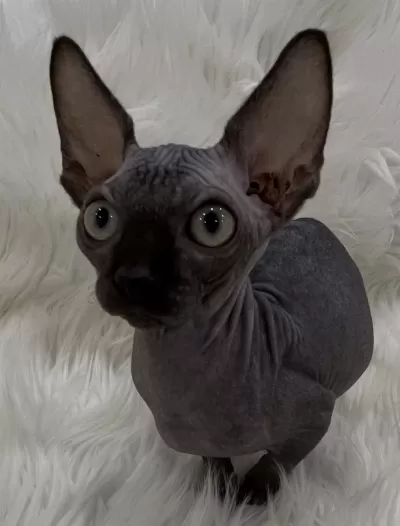 Harika Sphynx Sfenks Yavru