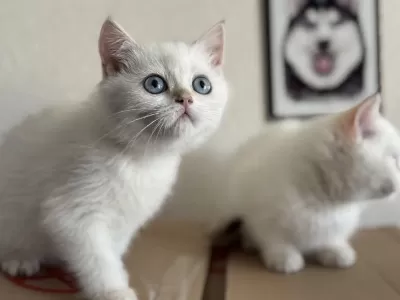 Ankaranın En Seçkin British Shorthair Yavruları