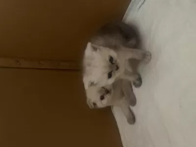 Sağlıklı Yavru Scottish Fold