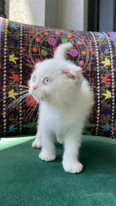 Bembeyaz Kırık Kulak Scottish Fold Yavru