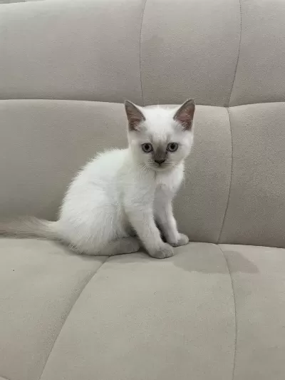 Aşılı British Shorthair