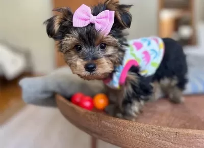 Teacup Ve 0 No Morkie Yavrular