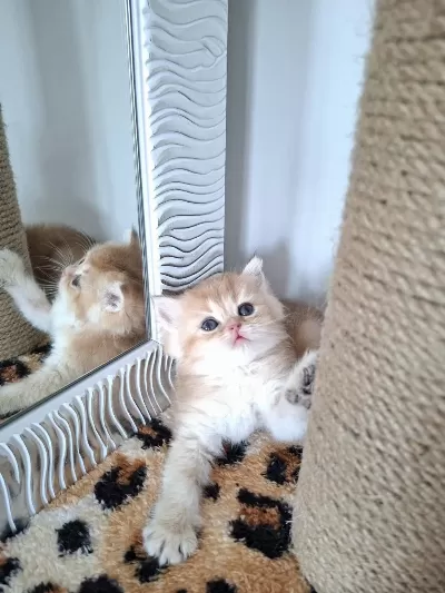 Safkan British Shorthair Golden Yavrularım