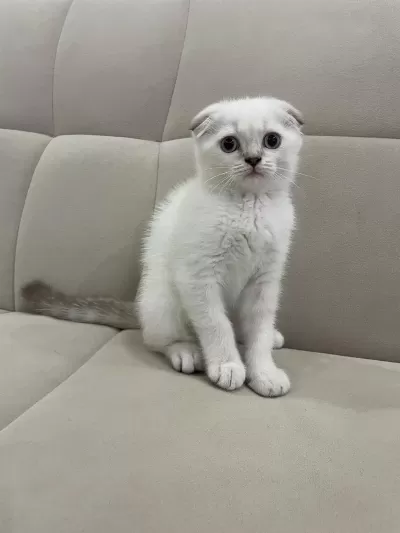 Aşılı Safkan Scottish Fold