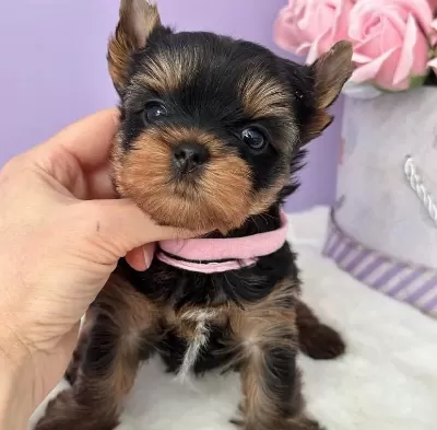 Teacup Yorkshire Terrier Minikler