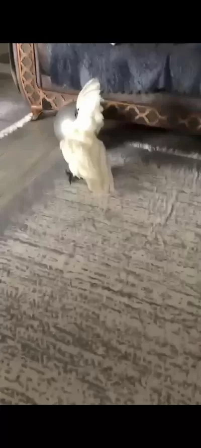 Full Evcil Bebek Gibi Umbrella Kakadu