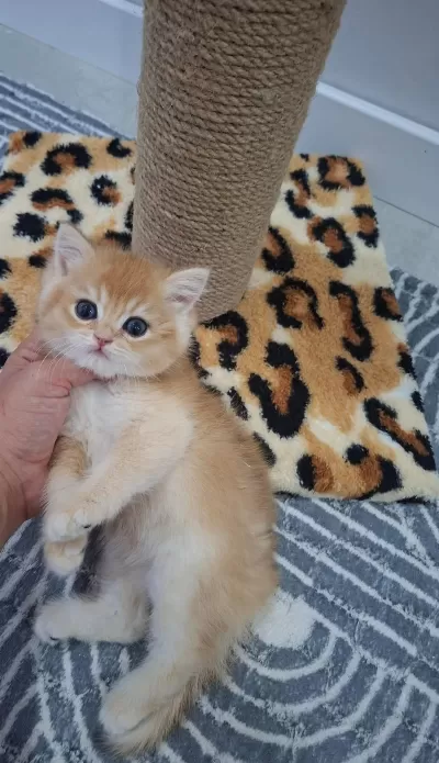 Safkan British Shorthair Golden Yavrularım