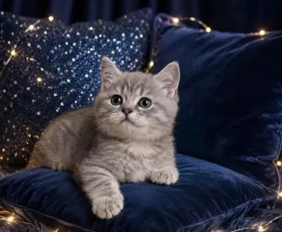 British Shorthair Whiskas