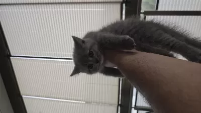 1.5 Aylık British Shorthair Yavrumuz