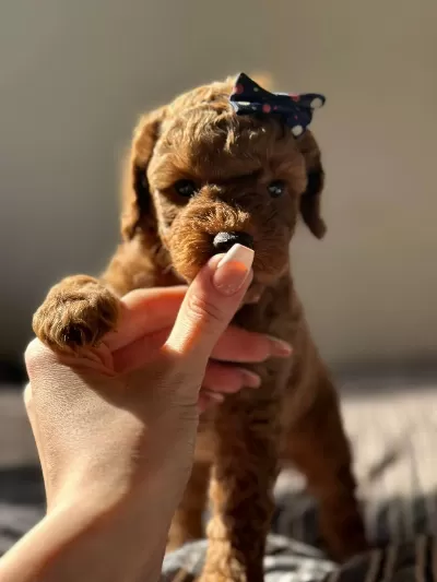 Güzellik Abidesi Poodle Bebeklerimiz